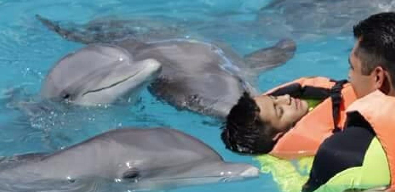 Retoman terapia asistida con Delfines