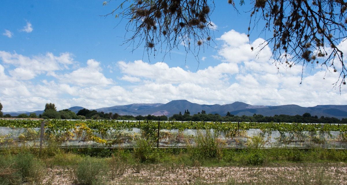 Apoyará gobierno Soledense a productores con seguro catastrófico.