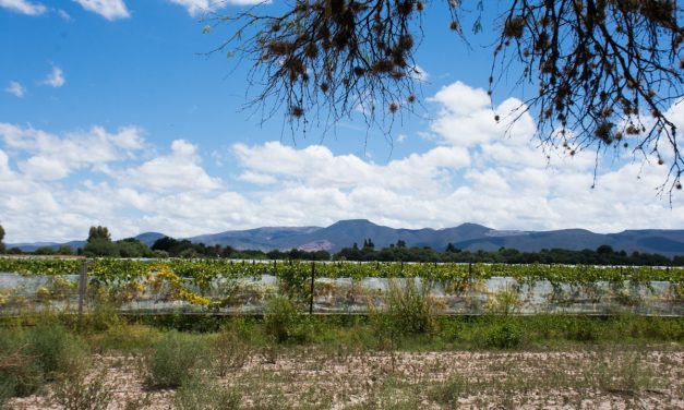 Apoyará gobierno Soledense a productores con seguro catastrófico.