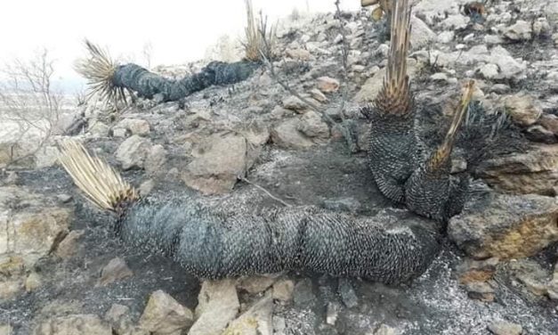 Reconoce Congreso esfuerzo de brigadistas en incendios forestales.