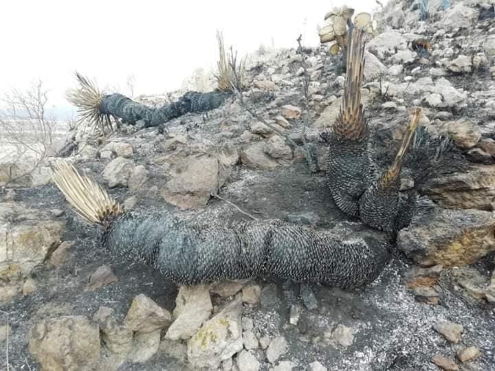 Reconoce Congreso esfuerzo de brigadistas en incendios forestales.