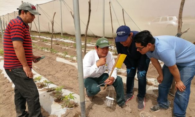 Amenaza “Dragón Amarillo” cultivos agrícolas de SLP y otros Estados.