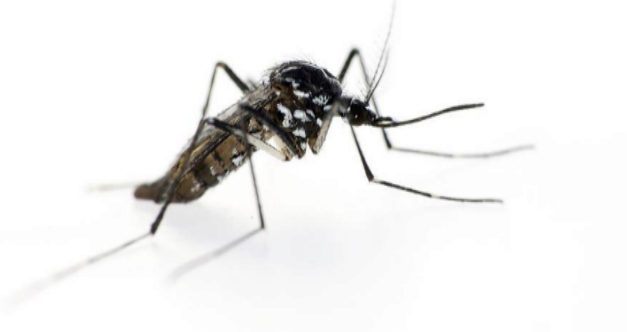Emite SS medidas preventivas para evitar enfermedades transmitidas por mosquito.