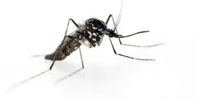 Emite SS medidas preventivas para evitar enfermedades transmitidas por mosquito.