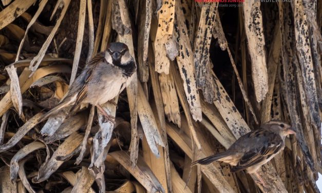 Iniciarán trabajos para realizar un diagnóstico de la flora y fauna del ANP.