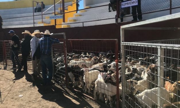 Entregan casi 800 toneladas de semilla por estiaje que atraviesa el Altiplano.