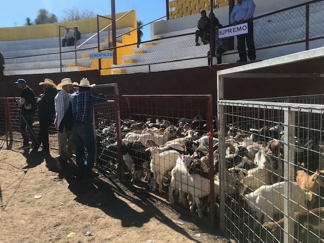 Entregan casi 800 toneladas de semilla por estiaje que atraviesa el Altiplano.