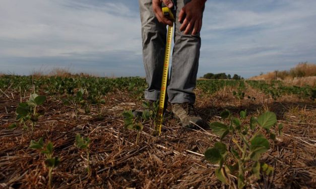 Inicia SEDARH pago de Seguro Agrícola Catastrófico.