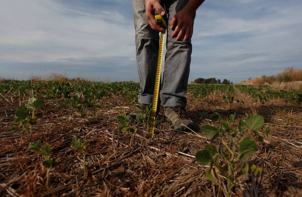 Inicia SEDARH pago de Seguro Agrícola Catastrófico.
