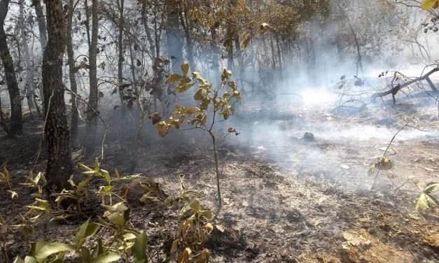 No se reportan incendios activos en el Estado.