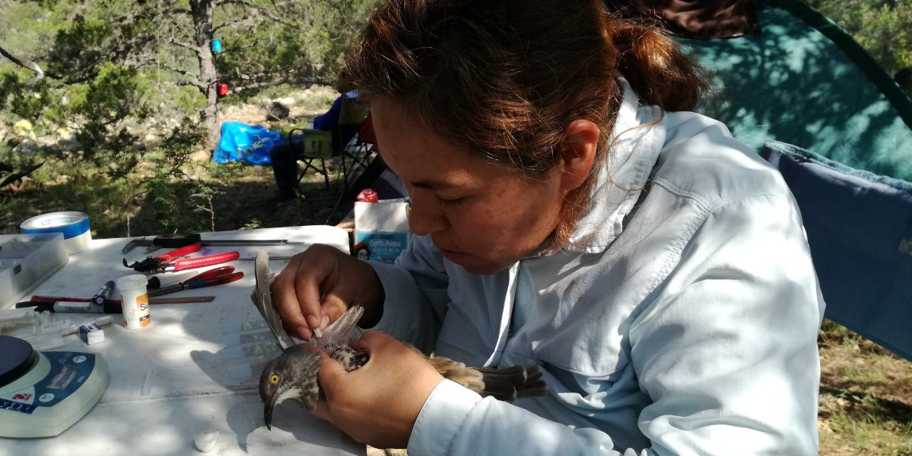 Riesgo de infección de la Malaria en especies puede aumentar por cambio climático.