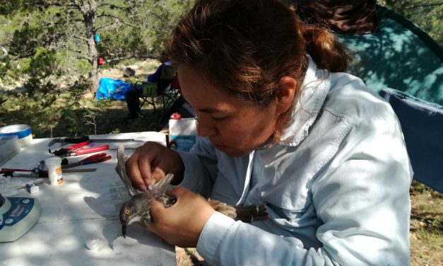 Riesgo de infección de la Malaria en especies puede aumentar por cambio climático.