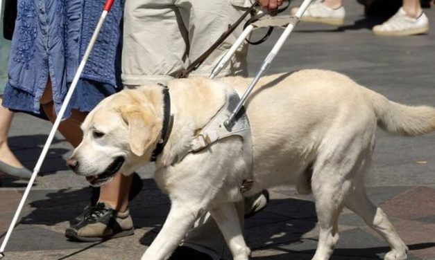 Proponen que animales guías para ciegos puedan acceder al transporte público.
