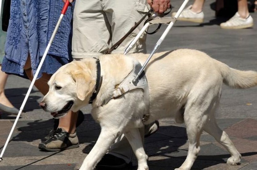 Proponen que animales guías para ciegos puedan acceder al transporte público.