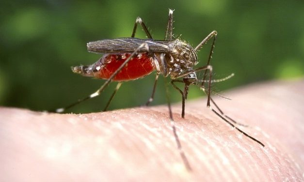 Refuerzan acciones preventivas para evitar criaderos que propagan dengue, zika y chikungunya.