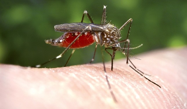 Refuerzan acciones preventivas para evitar criaderos que propagan dengue, zika y chikungunya.