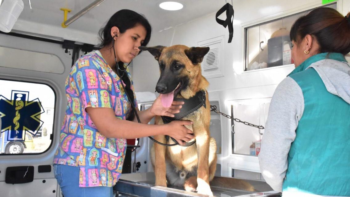Reporta “Ambudog” más de 10 mil servicios a mascotas.