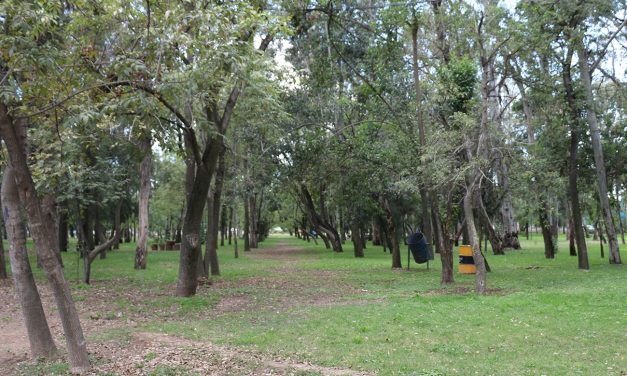 Avanza campaña de reforestación en diversos puntos de SLP