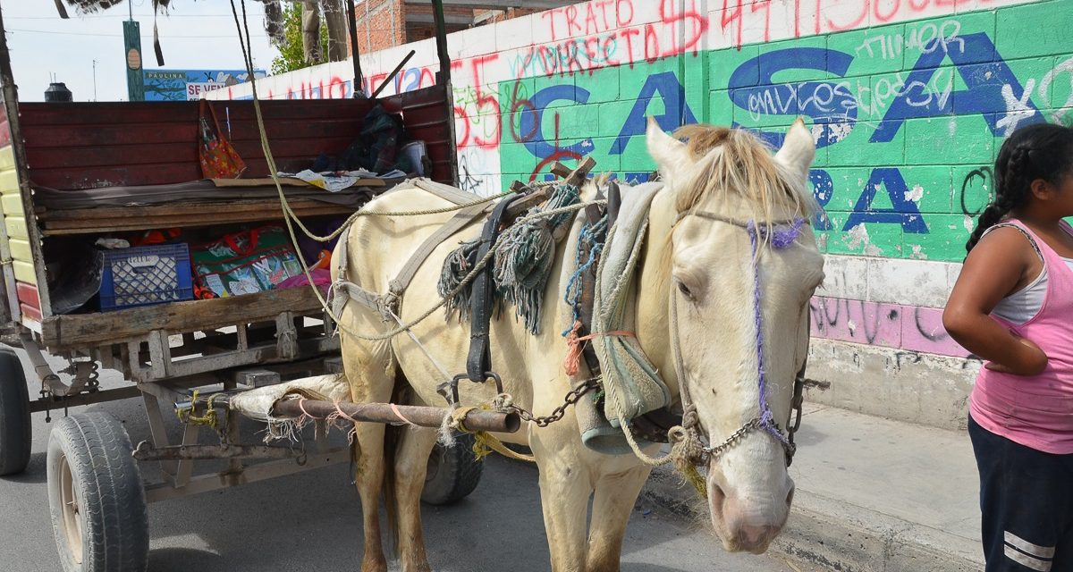 Tres denuncias por maltrato animal registra autoridad soledense.
