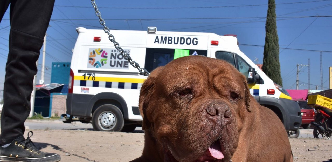 Ambudog ha brindado más de mil 300 atenciones diversas