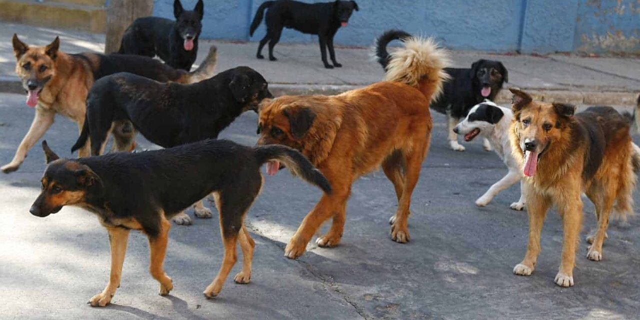 Estima Ecología municipal 300 mil perros en situación de calle en la ciudad
