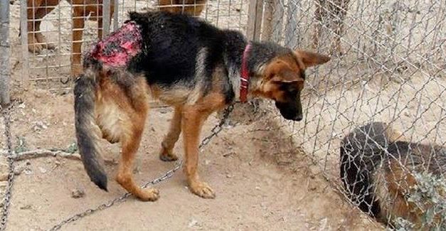 Muda la ley contra maltrato animal denuncian asociaciones.