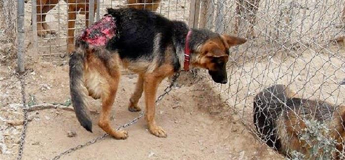 Muda la ley contra maltrato animal denuncian asociaciones.