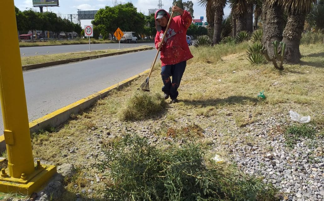 Continúa rehabilitación de camellones en vialidades de Soledad.
