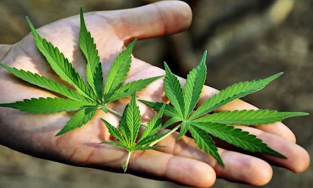 Legalización de marihuana no resuelve tema de la inseguridad, señala BB.
