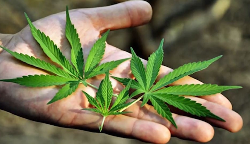 Legalización de marihuana no resuelve tema de la inseguridad, señala BB.