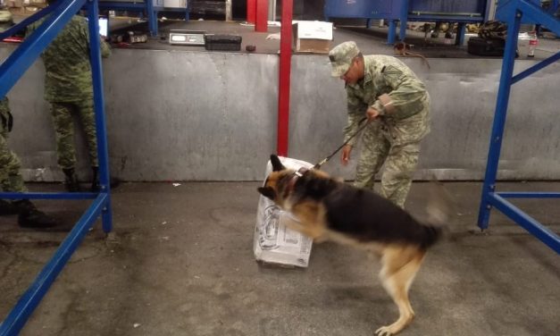 Ejército Mexicano asegura 13 kilogramos de marihuana.