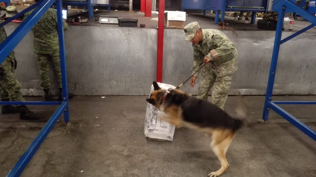 Ejército Mexicano asegura 13 kilogramos de marihuana.