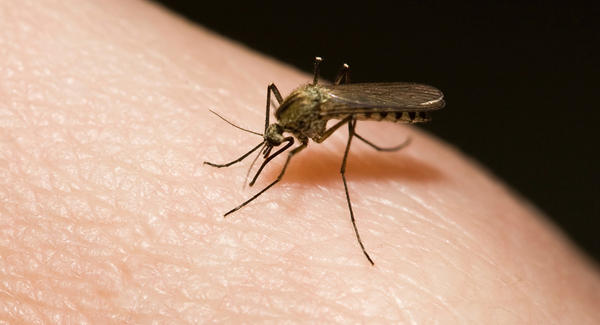 Intensifica Salud acciones de prevención contra el dengue.