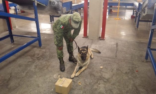Aseguran marihuana en Aeropuerto de la Ciudad.