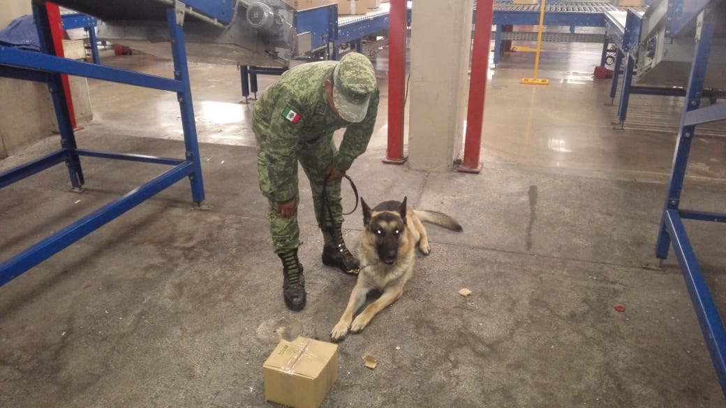 Aseguran marihuana en Aeropuerto de la Ciudad.