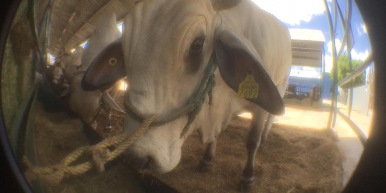 Inicia Expo ganadera de Fenapo