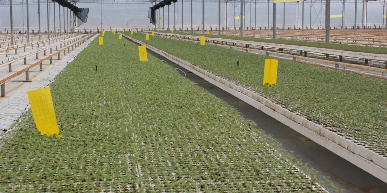 Ubican a SLP como segundo mejor productor agropecuario.