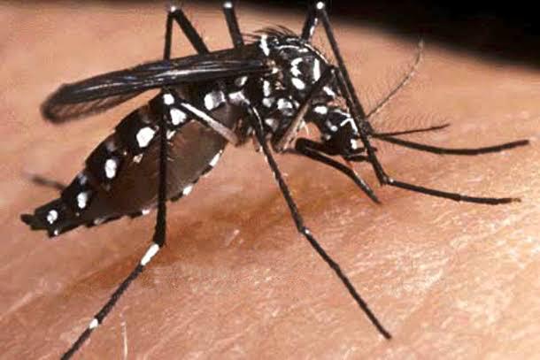 Deceso de persona en zona media se evalúa si es consecuencia de dengue.