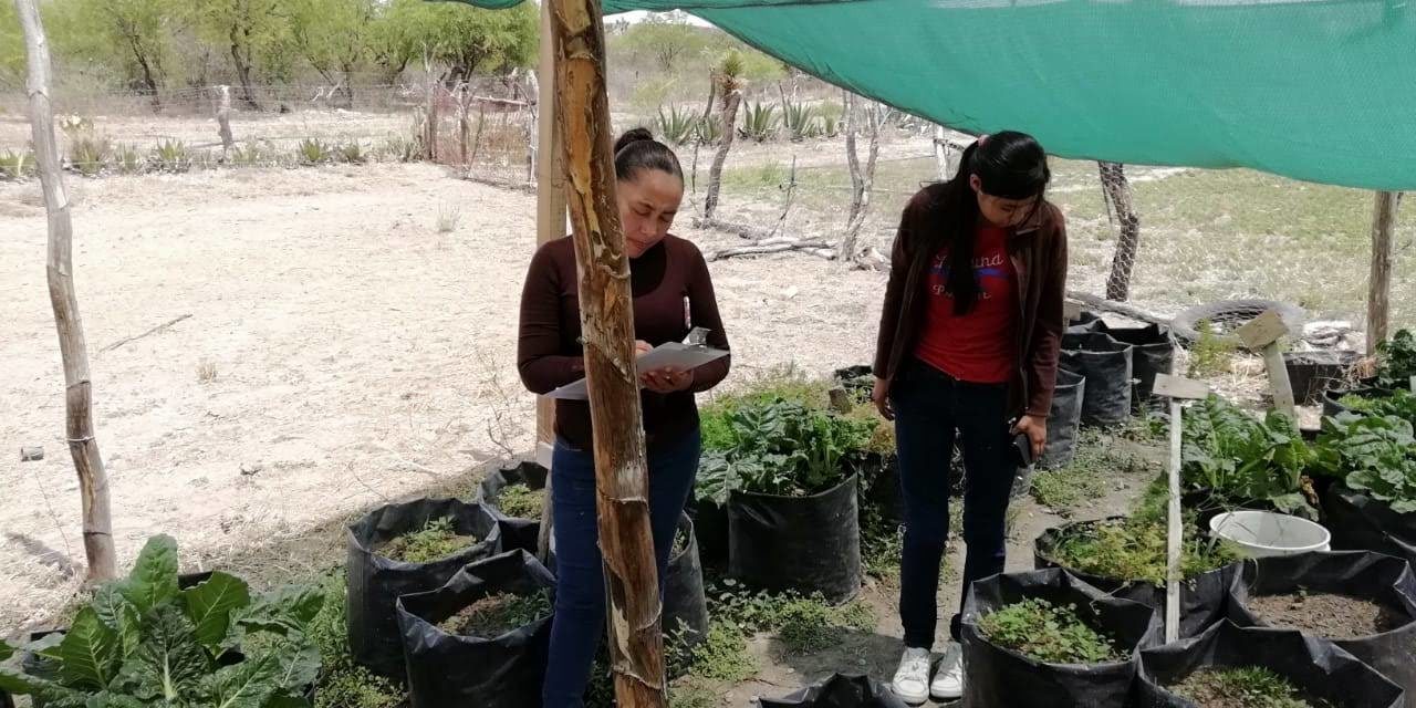 DIF estatal promueve alimentación mediante huertos familiares.