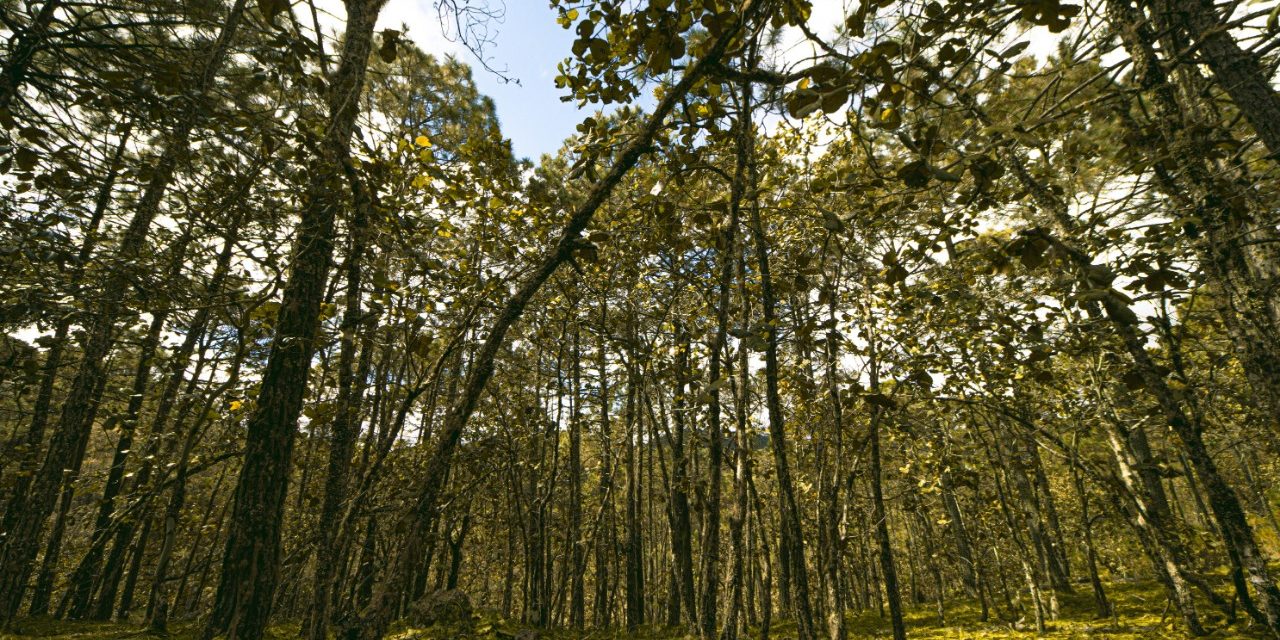 Publica SEGAM tres nuevos planes para manejo de áreas naturales protegidas
