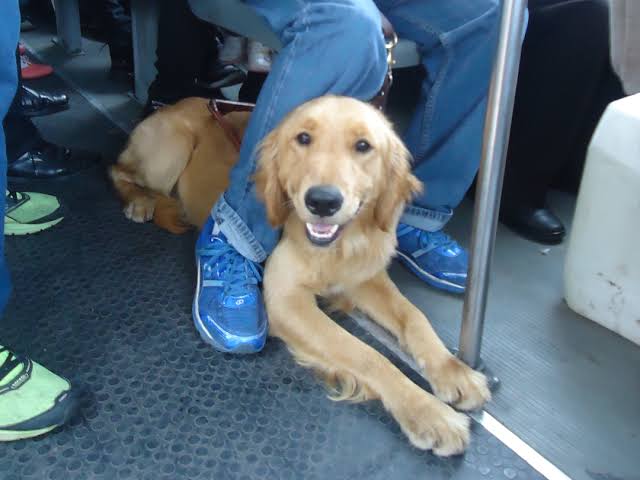 Permitirán que perros acompañantes de personas con discapacidad, viajen en transporte público en SLP.