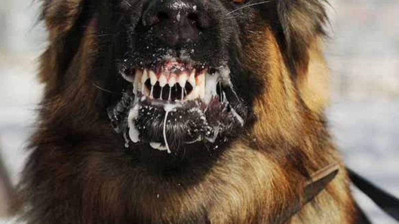 Alcanzó SLP 23 años sin casos de rabia transmitida de perro a humano.