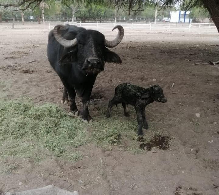 Nace cría de Búfalo de Agua en parque Tangamanga II