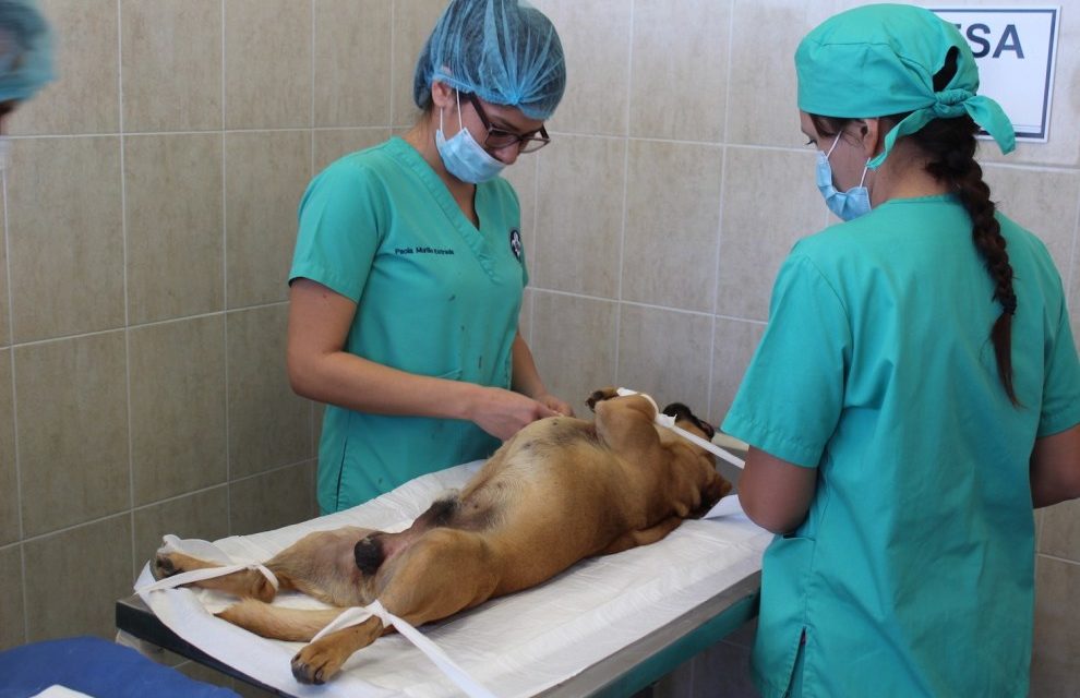 23 mil esterilizaciones de mascotas se realizan en forma anual en el estado