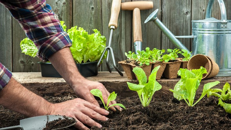 SEDARH integra a mil 500 familias como proveedoras de hortalizas, fruta y huevo del gobierno estatal.