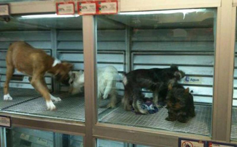 Negocios de venta de animales deben operar bajo estrictas medidas de seguridad e higiene.