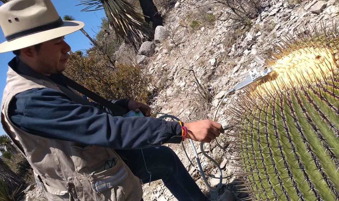 Metales pesados ponen en riesgo la existencia de la Biznaga Gigante Potosina.
