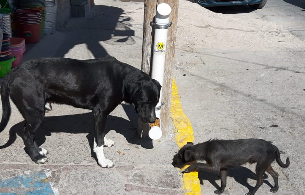 Instalan más dispensadores para alimentar a perros en Soledad.