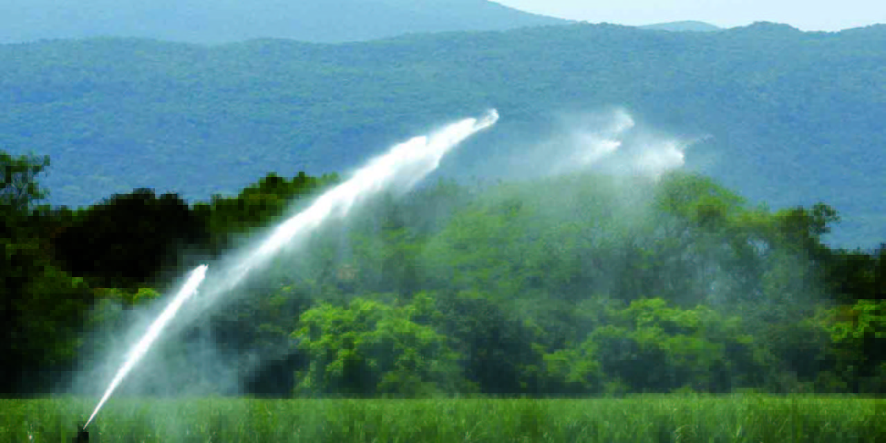 SLP cuenta con 1 mil 991 hectáreas de agricultura protegida: SEDARH