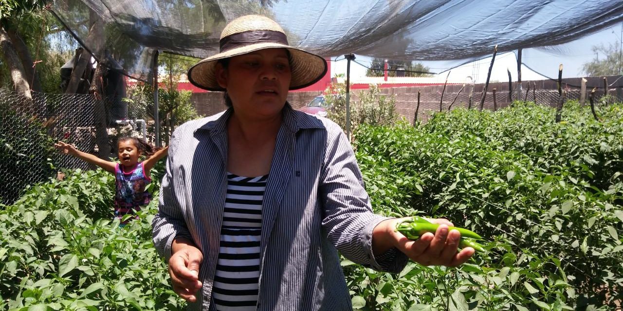En acciones de sanidad animal y vegetal se han invertido 398 mdp.